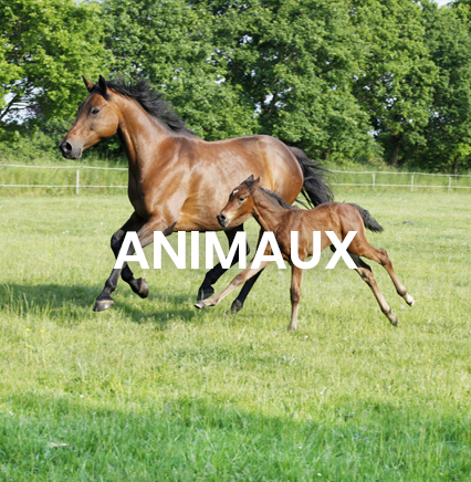 gamme pour chevaux répulsif naturel