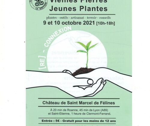 Vieilles Pierres Jeunes Plantes