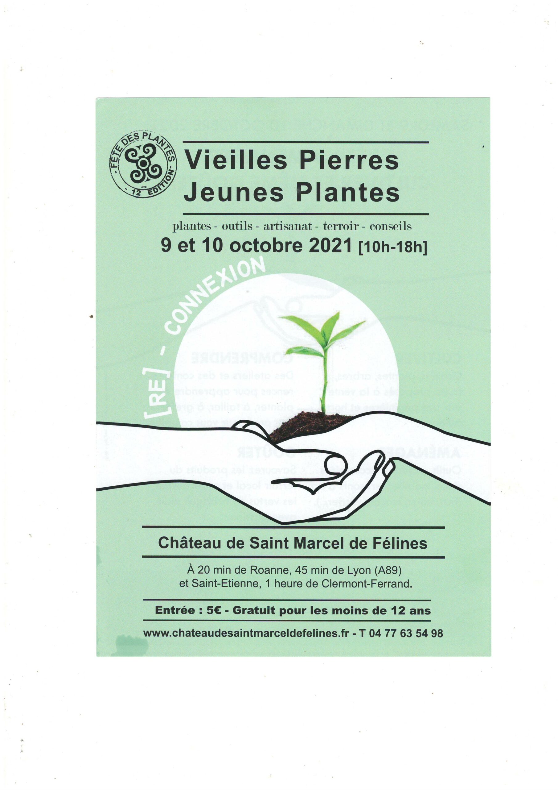 Vieilles Pierres Jeunes Plantes